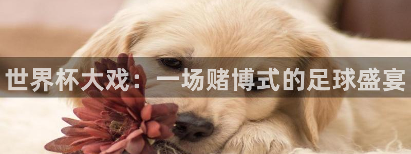 葡萄牙世界杯赛程:世界杯大戏:一场赌博式的足球盛宴
